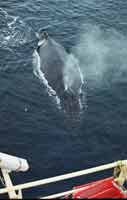 humpback approach