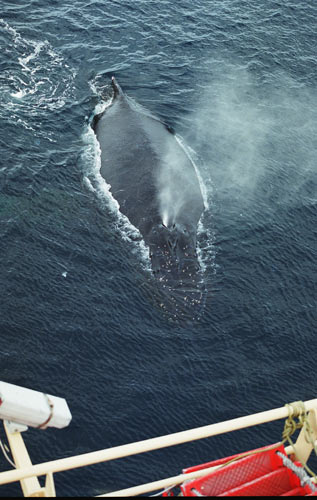 Humpback