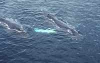 humpback migration