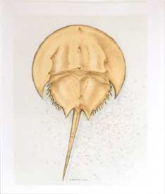 Horseshoe Crab (Limulus polyphemus)