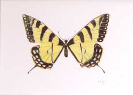 Swallowtail Butterfly (Papilio glaucus)