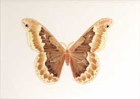 Tulip Silk Moth (Callosamia anquilifera)
