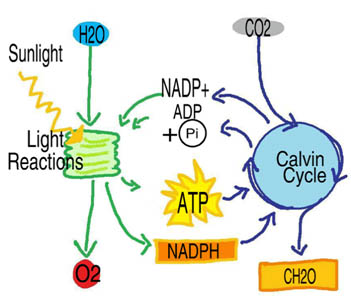 Biology help online