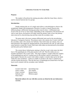 Gram stain lab report