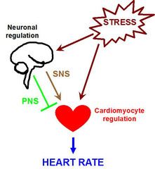 Lab report on blood pressure