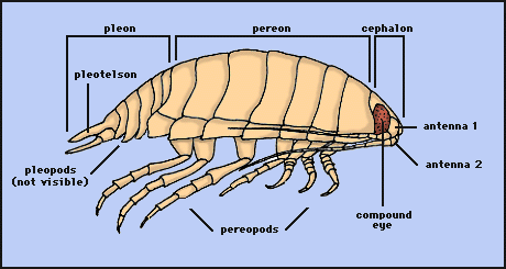 Pill bug lab report