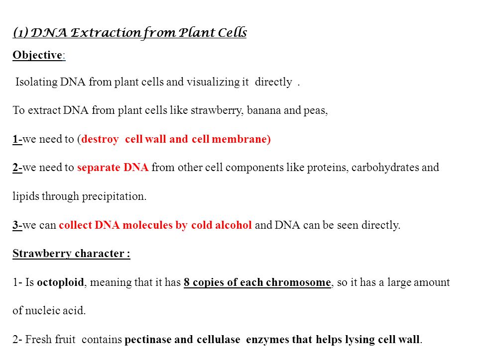 Strawberry dna extraction lab report