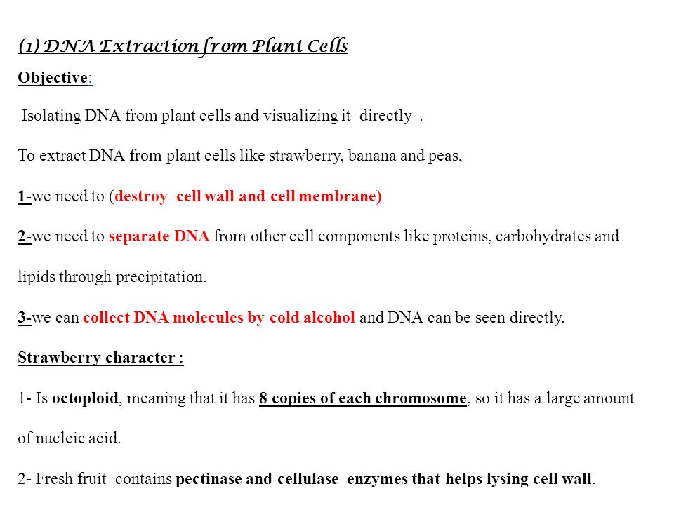 Strawberry Dna Extraction Lab - slidedocnow