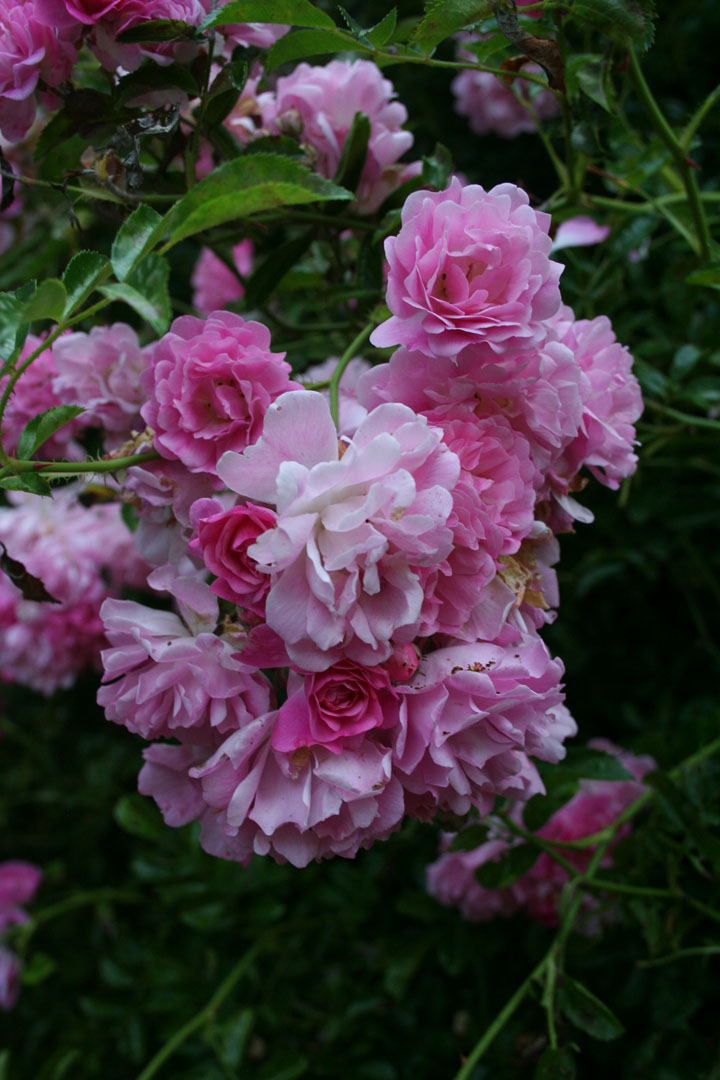 Walsh rose. Photo by Gretchen Ward Warren