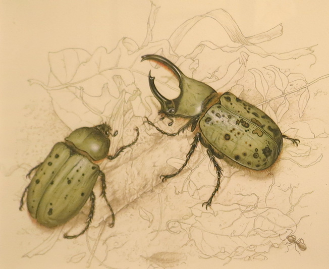 Hercules beetles