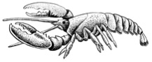 Drawing of a lobster