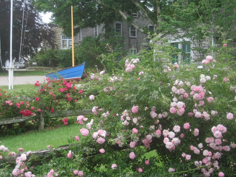 Woods Hole Historical Museum Walsh Roses
